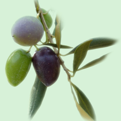 Olive branch