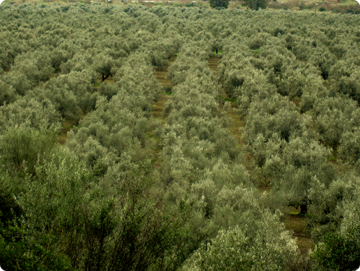 Olive field