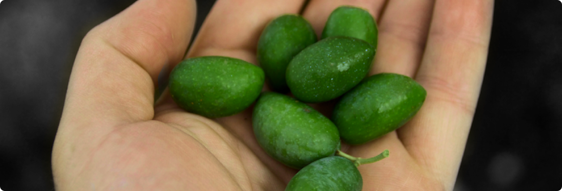 Olives in a hand