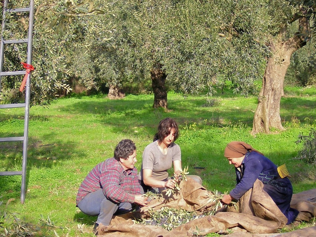 woman harvest olives