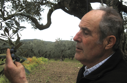 Nikos reviewing the olives